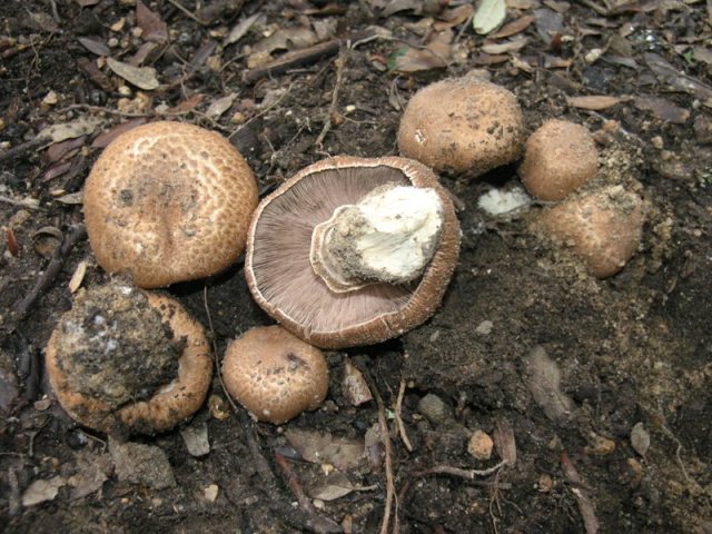 Agaricus phaeolepidotus